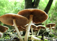 A photo of mushrooms