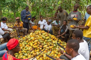 File photo of Cocoa Farmer