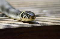 File photo:The CHPS compound is visited by venomous snakes due to lack of electricity