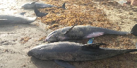 Over 60 dolphins were found dead at the coast of Axim-Bewire on Sunday, April 4