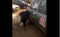 Ram busily munching on the poster of President Mahama