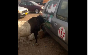 Ram busily munching on the poster of President Mahama