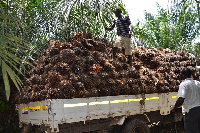 Palm growers