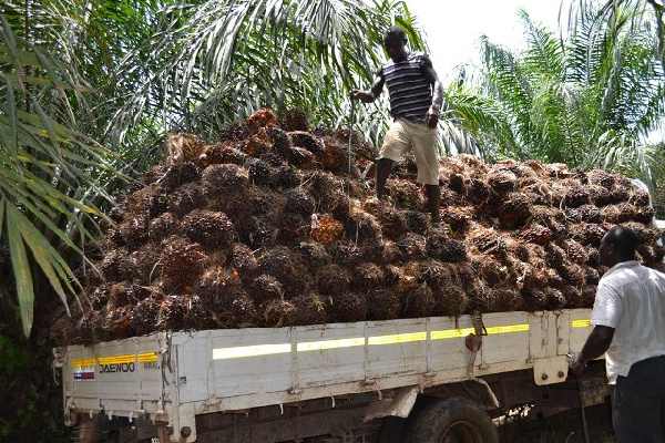 Palm growers