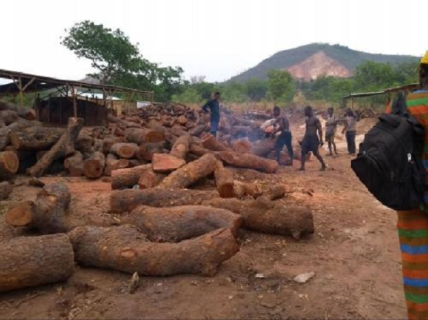 Logs of hardwood are cut to fit inside brick ovens at the charcoal factory in Obimo