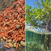 Food and mangroves also contribute to climate changes (Worldwildlife and Alistair Scot photos)