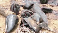 Hundreds of fishes were found along the coasts of Ghana