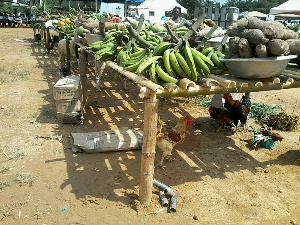 Women Farmers