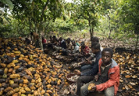 Cocoa farmers on the farm