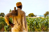 An African farmer on a maize plantation