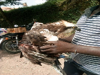 A wildlife official holding the 'strange' bird