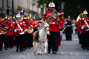 The Sheinkin IV is the official goat of the Third Battalion of the Royal Welsh