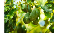 Njombe region is endowed with fertile soils that are suitable for avocado plantation