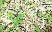 The fall army worm has invaded several farmlands in the country