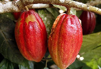 Cocoa stood at price unit of 0.00