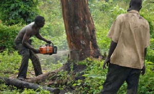 Felling Trees