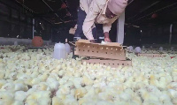 File photo of a poultry farm