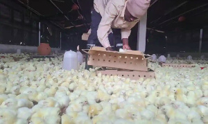 File photo of a poultry farm