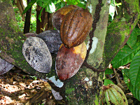 Cocoa farmers have to come together to form an identifiable group