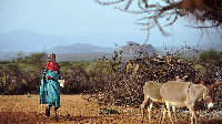 A woman herding her donkeys to pasture at the Wesgate conservancy near Kenya's Samburu reserve