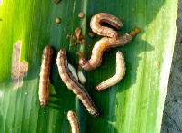 Fall Army worm destroyed a total of 18,000 hectares farm crops last year