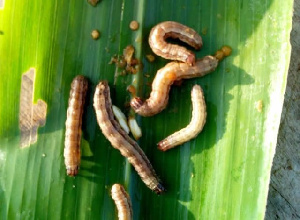 Fall Armyworm2