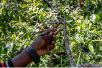 Shoots of khat prized by consumers, who chew the stems in order to gain an energising buzz