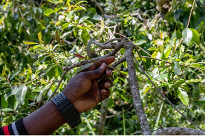 Shoots of khat prized by consumers, who chew the stems in order to gain an energising buzz