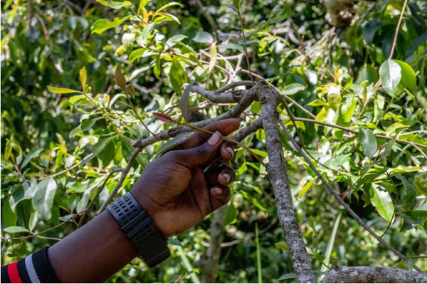 Shoots of khat prized by consumers, who chew the stems in order to gain an energising buzz