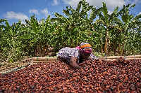 A Cocoa farmer from Ghana