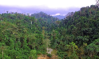 A view of the Atewa Forest which is heavily under threat