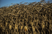 File photo [Maize Farms]