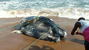 The whale was trapped in the net of fisherfolk in the region and brought ashore