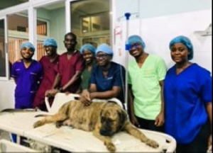 The medical students who successfully deliver puppies through caesarean section with the dog