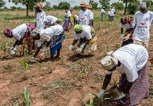 Smallholder Farmers Planting