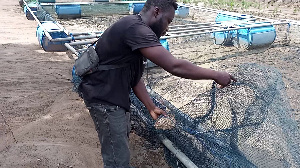 A fish farmer