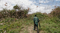 Man walks through a swarm of desert locusts near Kitui county east of Nairobi, Kenya.