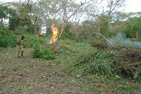 Rwenzori East regional police spokesperson Vincent Twesige burning marijuana