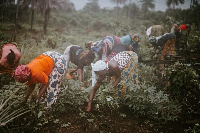 Various agricultural research institutes are working hard at developing high-yielding seeds locally