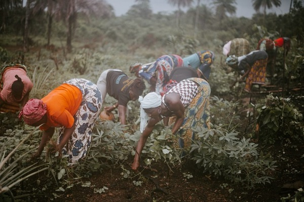 GSS has assessed the impact of COVID-19 on agribusinesses in Ghana