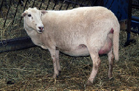 File Photo of a pregnant sheep