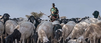 A young man is caught having several bouts of sex with a sheep