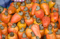 Cashew has two million metric tonne demand gap on the international market.