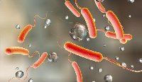 Cholera infection is caused by ingestion of food or water contaminated with a bacterium