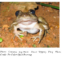 A photograph of the New Frog Species discovered