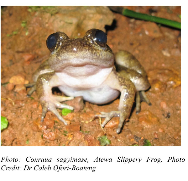 A photograph of the New Frog Species discovered