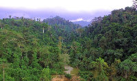 The Atewa Forest is home to several endangered species