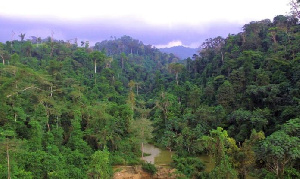 File photo of the Atewa Forest