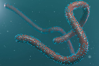 Marburg virus