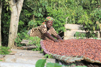 A cocoa farmer in rural Ghana